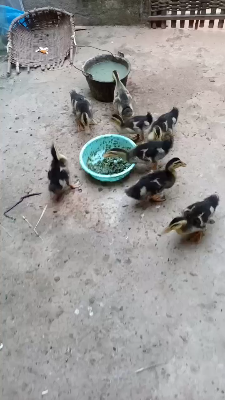 自家养的小鸭,喂青菜和谷子