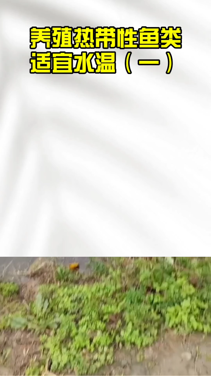 养殖热带性鱼类适宜水温(一)#罗非鱼 #热带鱼 #水产养殖