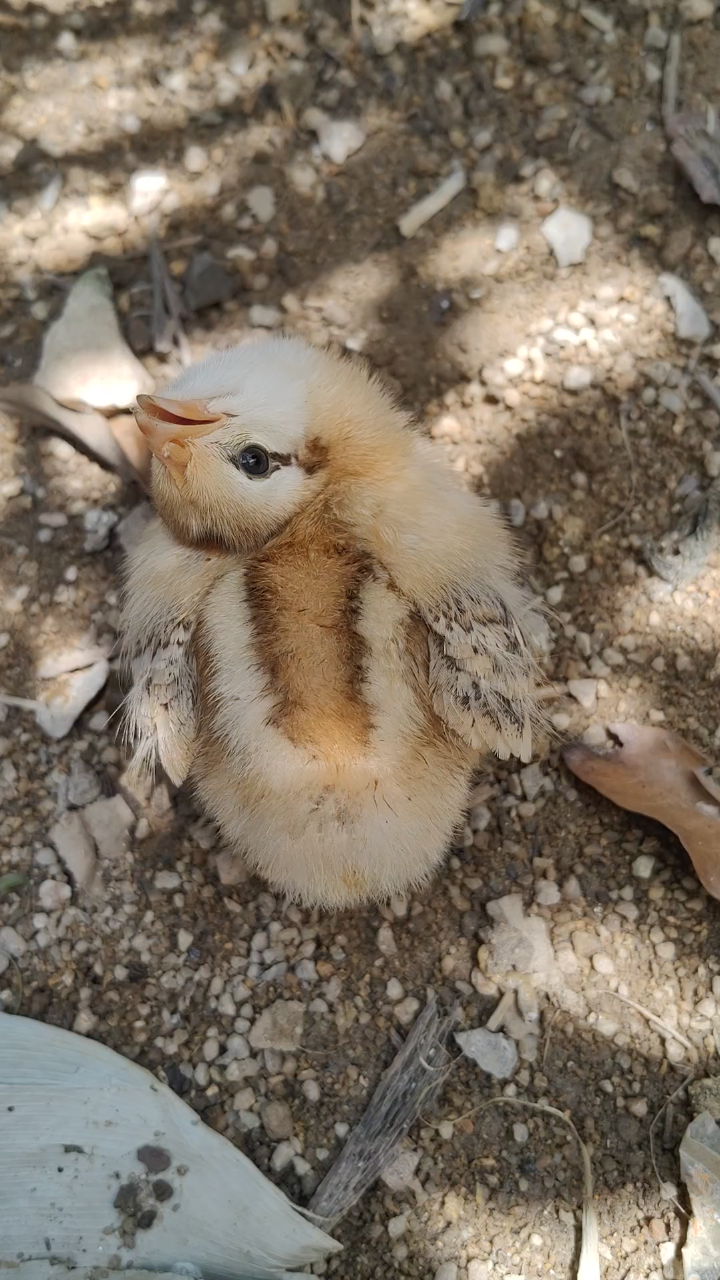 超可爱超呆萌仰天萌鸡