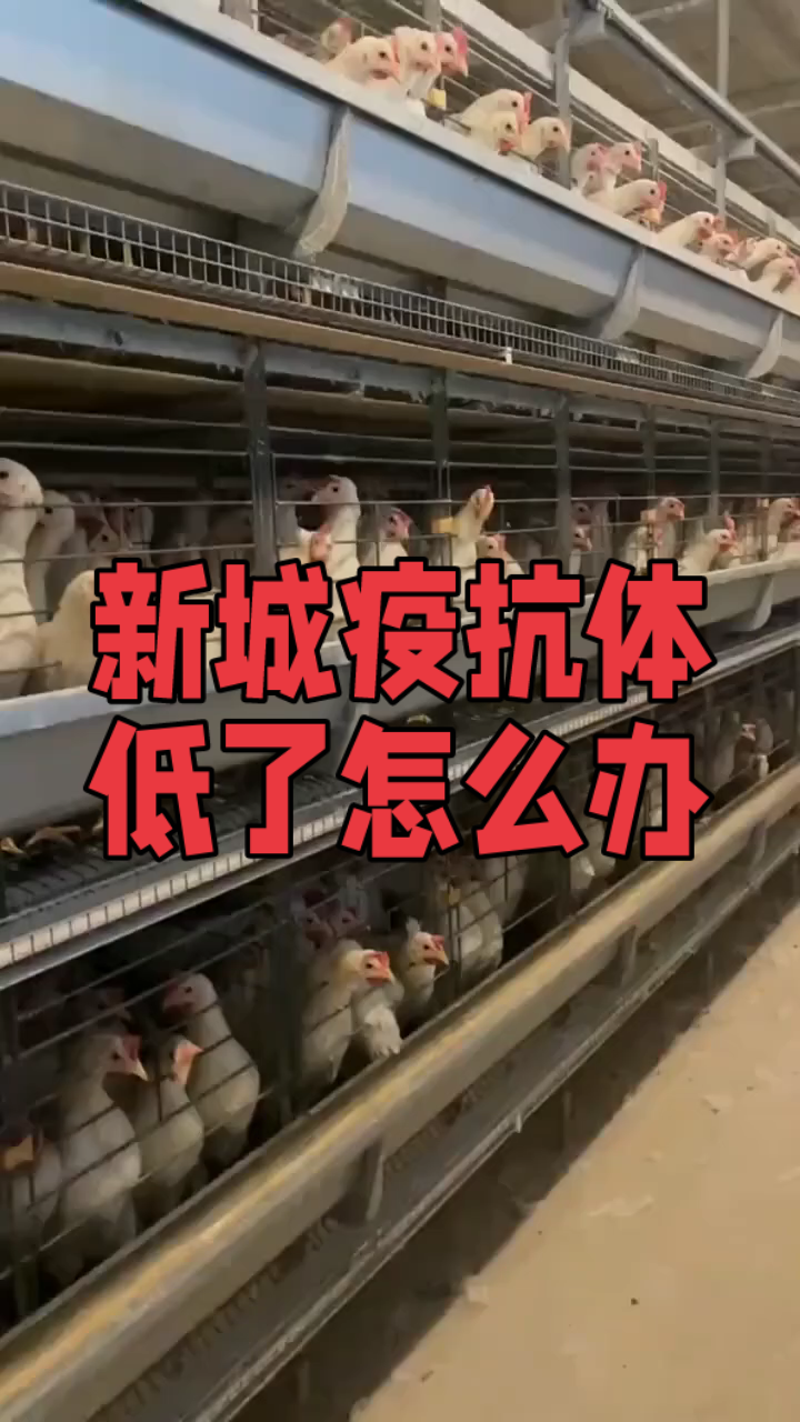 新城疫抗体低了怎么办