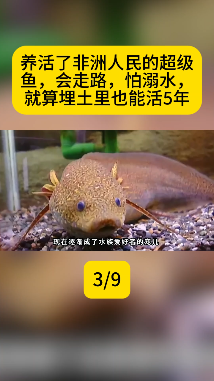 养活了非洲人民的超级鱼,会走路,怕溺水,就算埋土里也能活5年