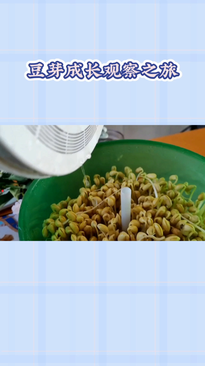 观察豆芽成长日记1