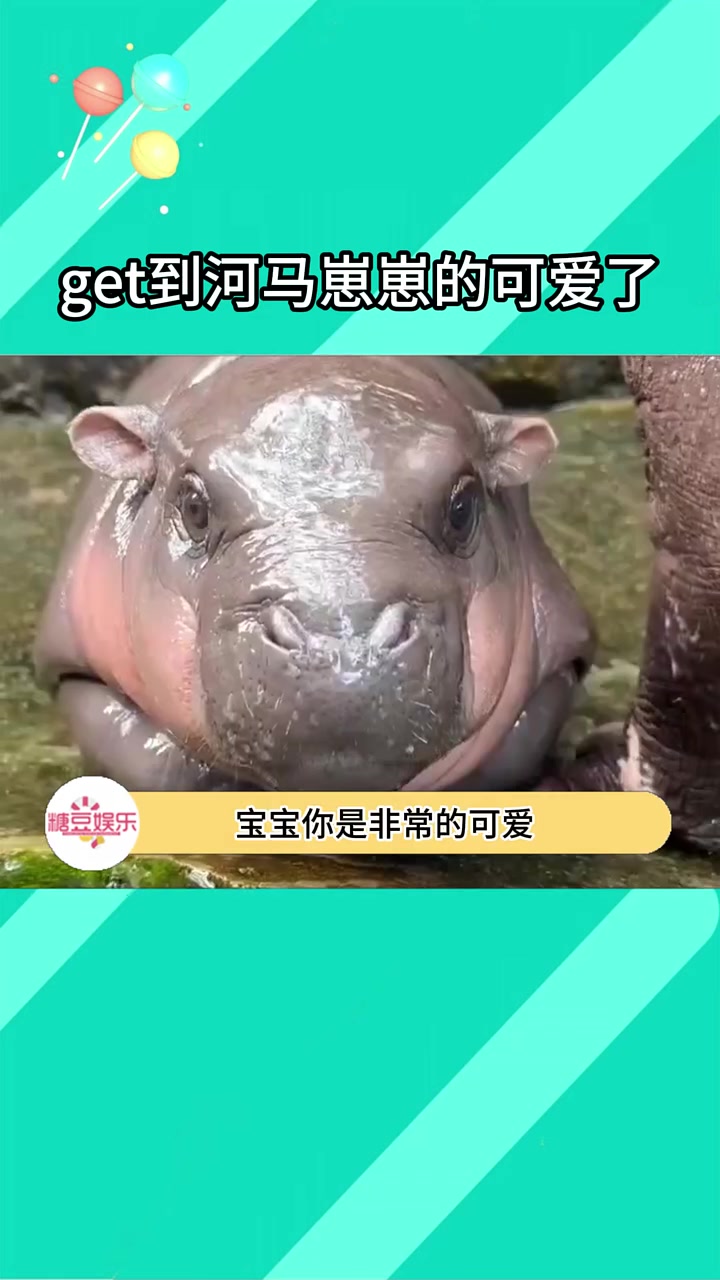 宝宝你是一只球球弹弹的猪肉丸子