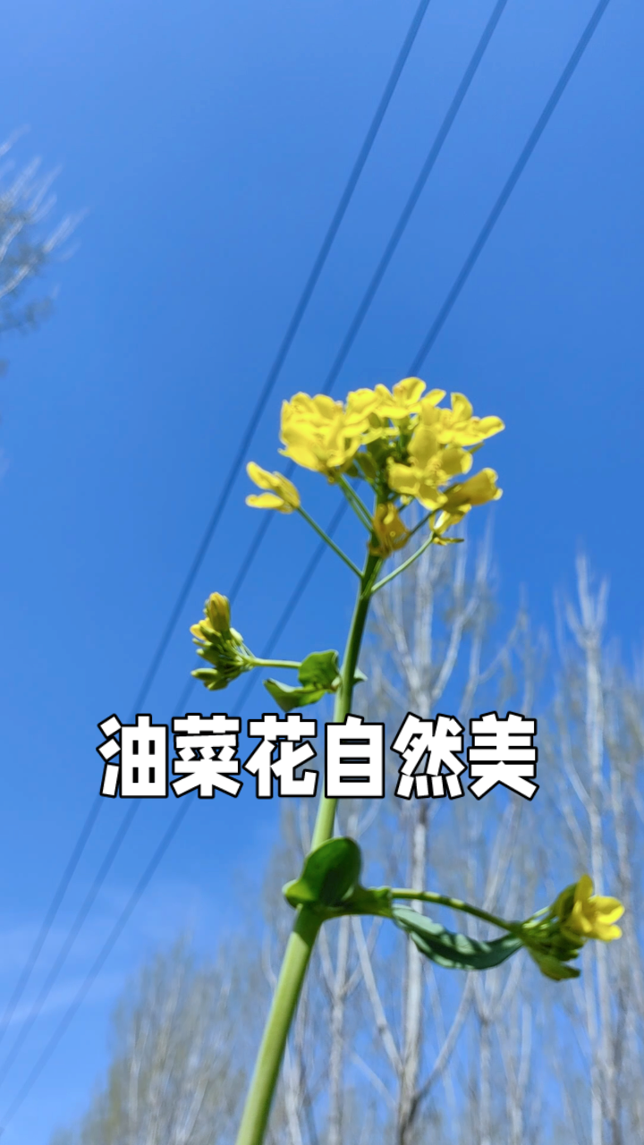 聊城市春意盎然,感受乡村一片蓝天下的油菜花,看得很舒服