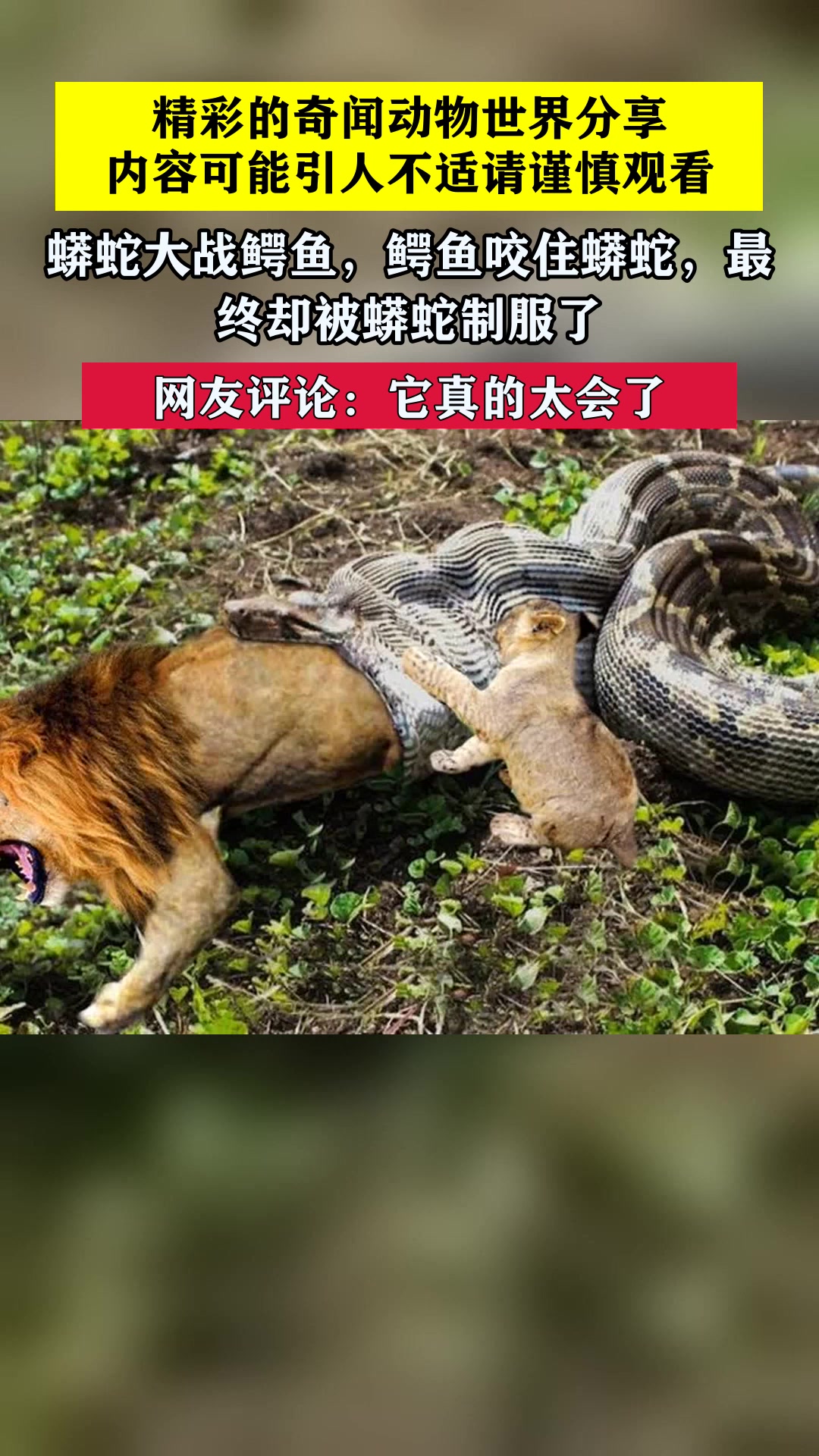 蟒蛇大战鳄鱼,鳄鱼咬住蟒蛇,最终却被蟒蛇制服了