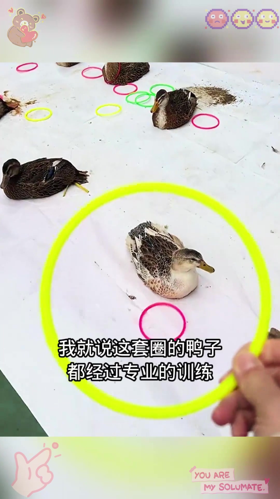  套圈套鸭子,鸭子太专业了!