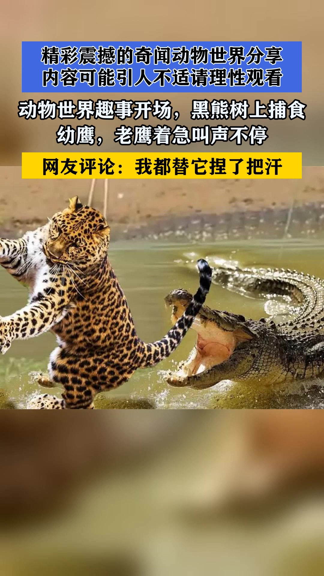 动物世界趣事开场,黑熊树上捕食幼鹰,老鹰着急叫声不停 