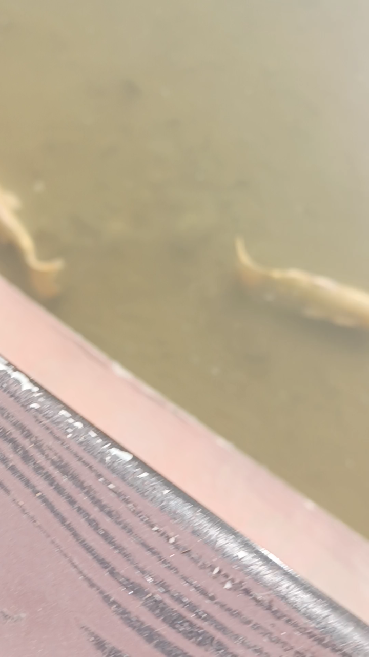 衡水湖的鱼真漂亮呀!