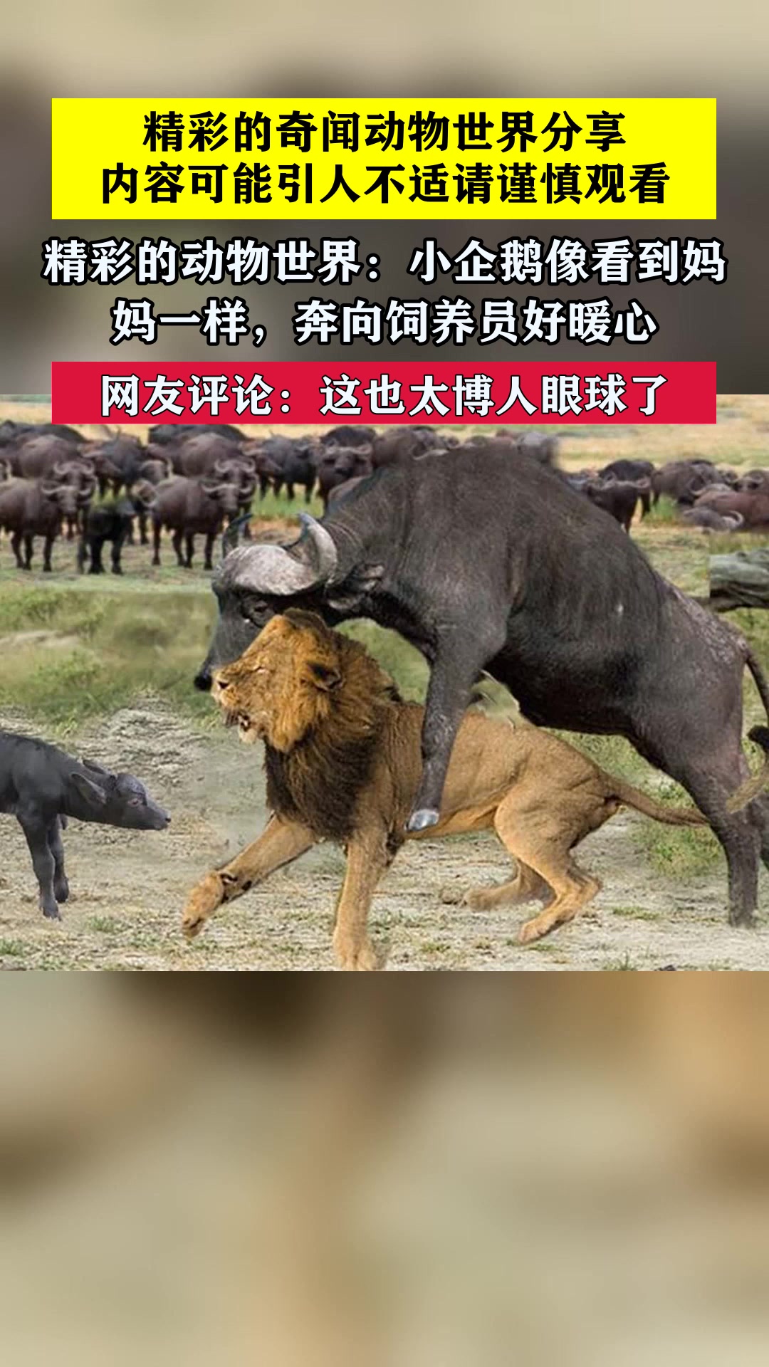 精彩的动物世界:小企鹅像看到妈妈一样,奔向饲养员好暖心