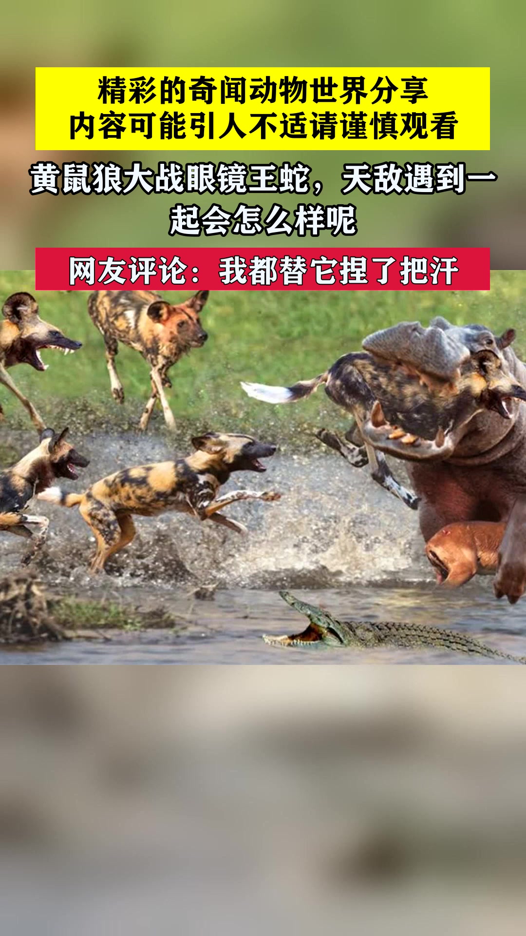 黄鼠狼大战眼镜王蛇,天敌遇到一起会怎么样呢