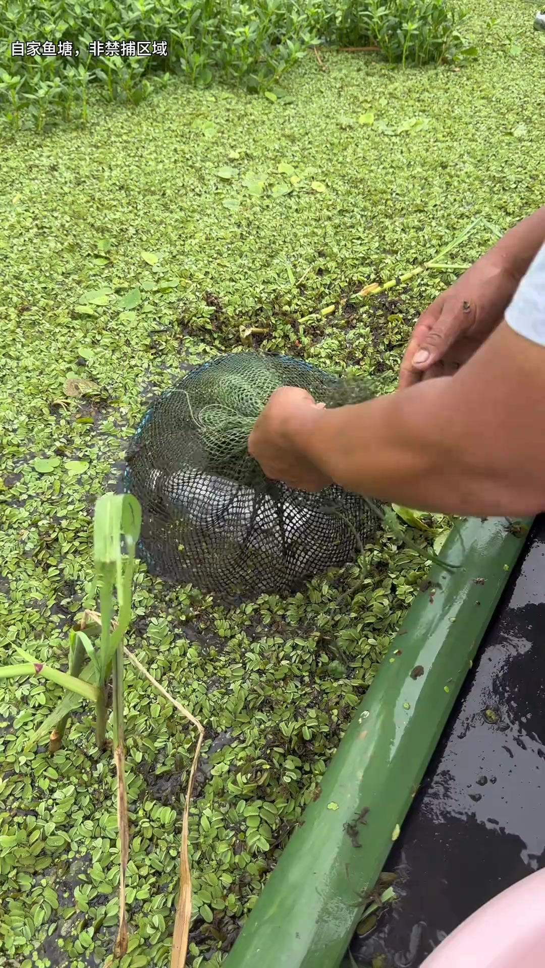 今天的胡子鲢和鲫鱼真不少,胡子鲢生命力可真强啊