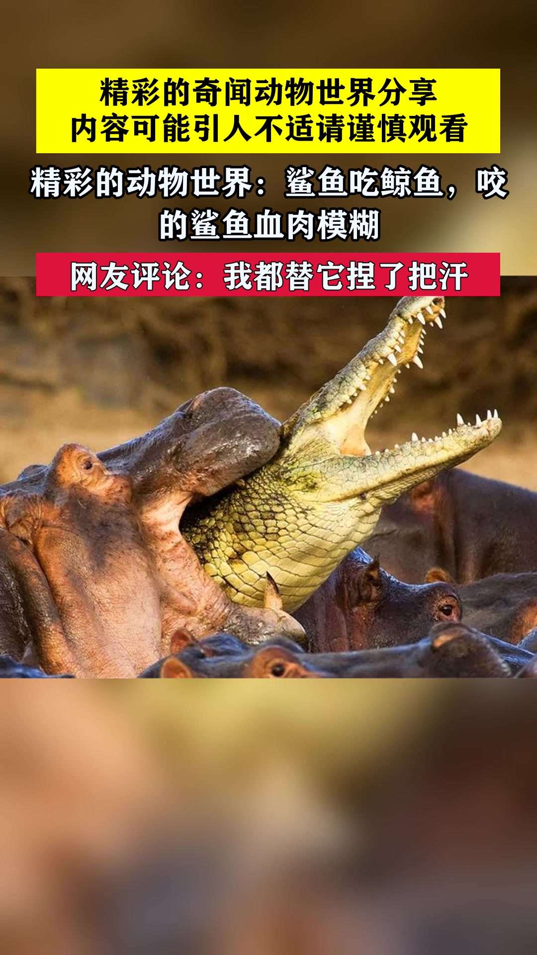精彩的动物世界:鲨鱼吃鲸鱼,咬的鲨鱼血肉模糊