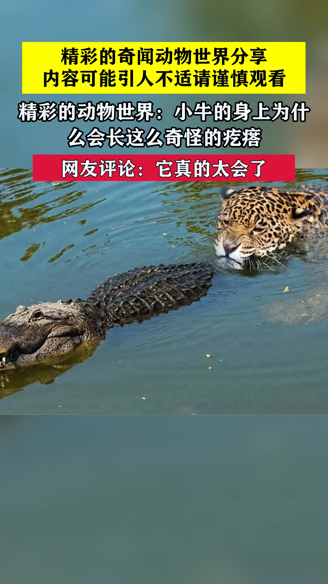 精彩的动物世界:小牛的身上为什么会长这么奇怪的疙瘩