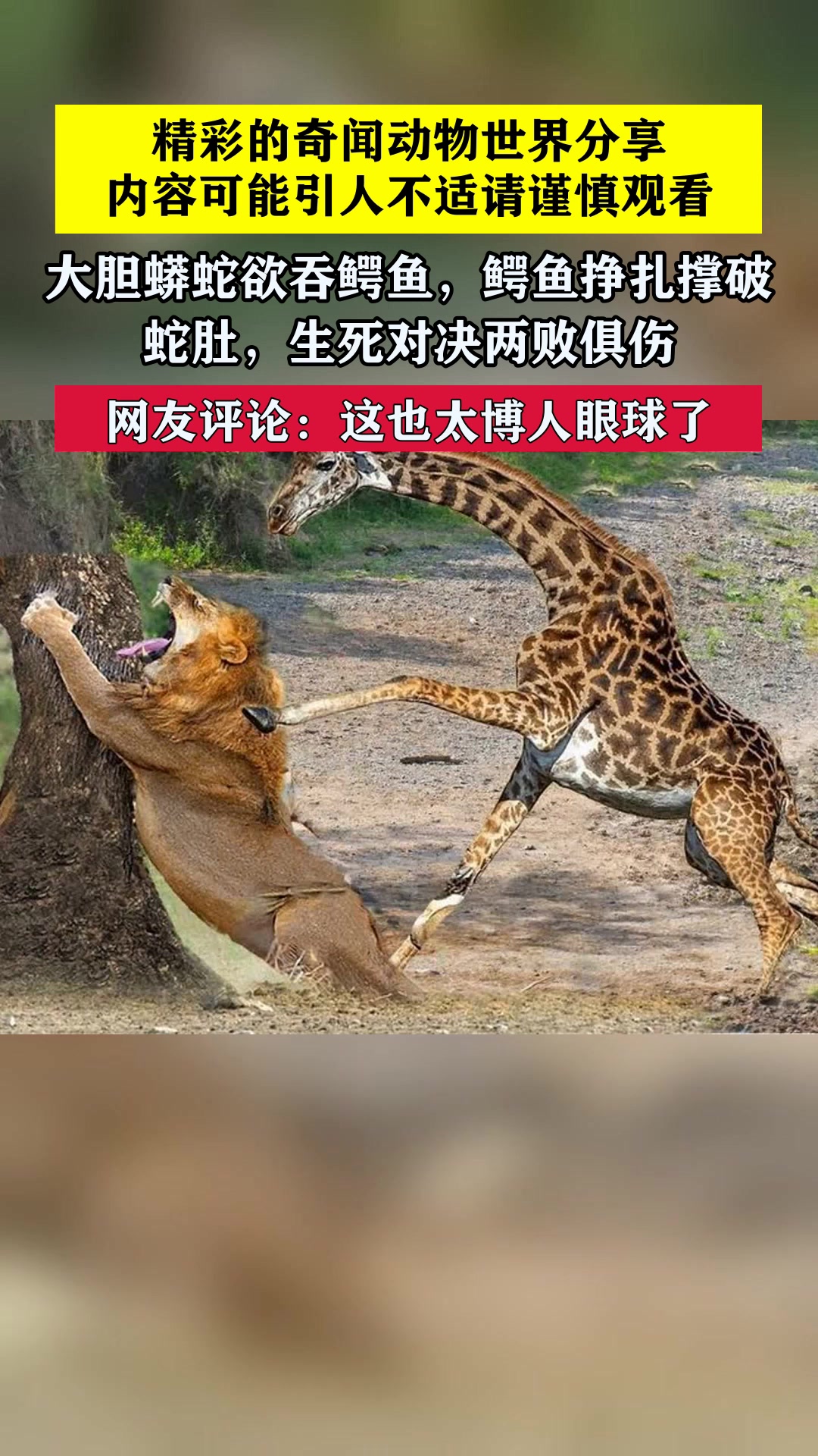 大胆蟒蛇欲吞鳄鱼,鳄鱼挣扎撑破蛇肚,生死对决两败俱伤 