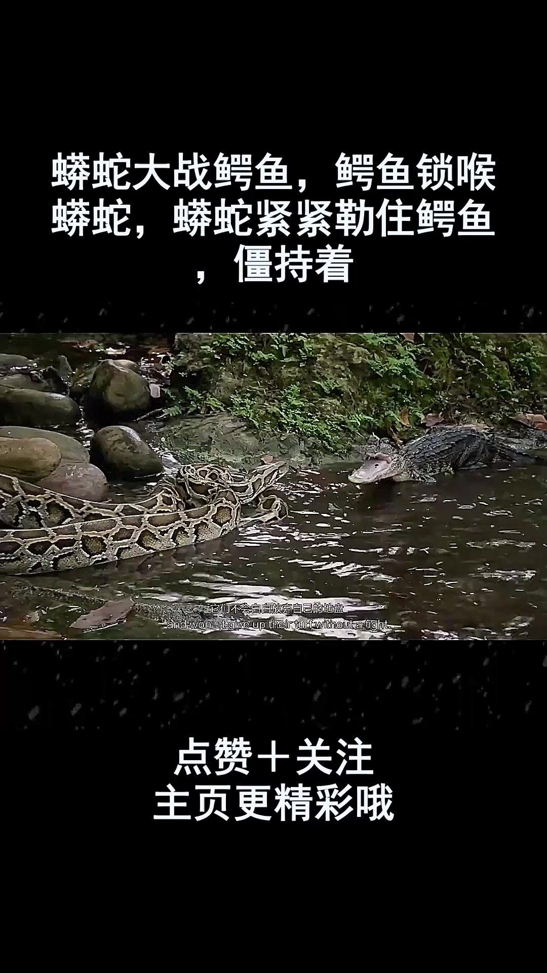蟒蛇大战鳄鱼,鳄鱼锁喉蟒蛇,蟒蛇紧紧勒住鳄鱼,僵持着