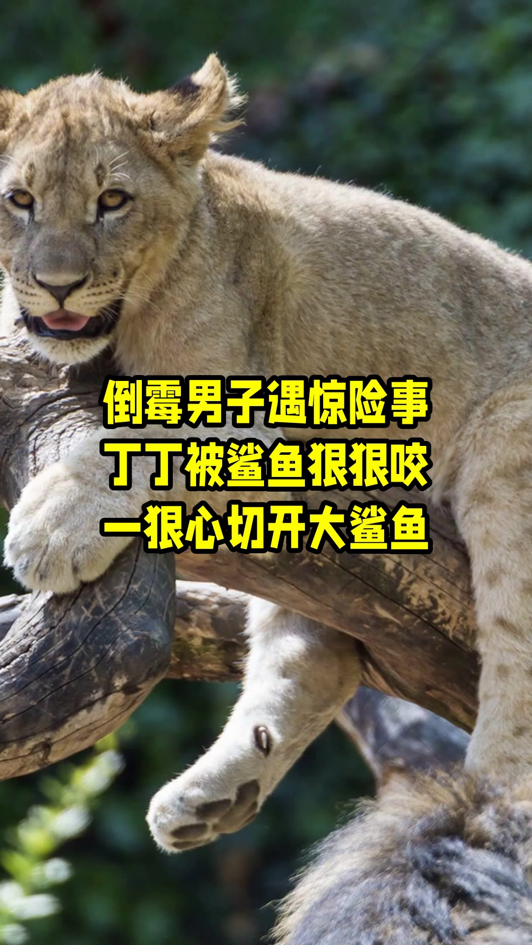 倒霉男子遇惊险事,丁丁被鲨鱼狠狠咬,一狠心切开大鲨鱼 