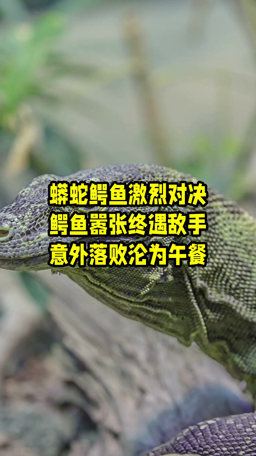 蟒蛇鳄鱼激烈对决,鳄鱼嚣张终遇敌手,意外落败沦为午餐 
