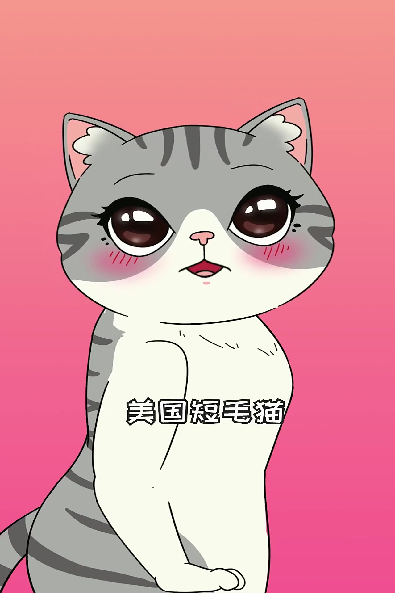 美短和咱们,长相这么像~你知道有哪些区别吗?