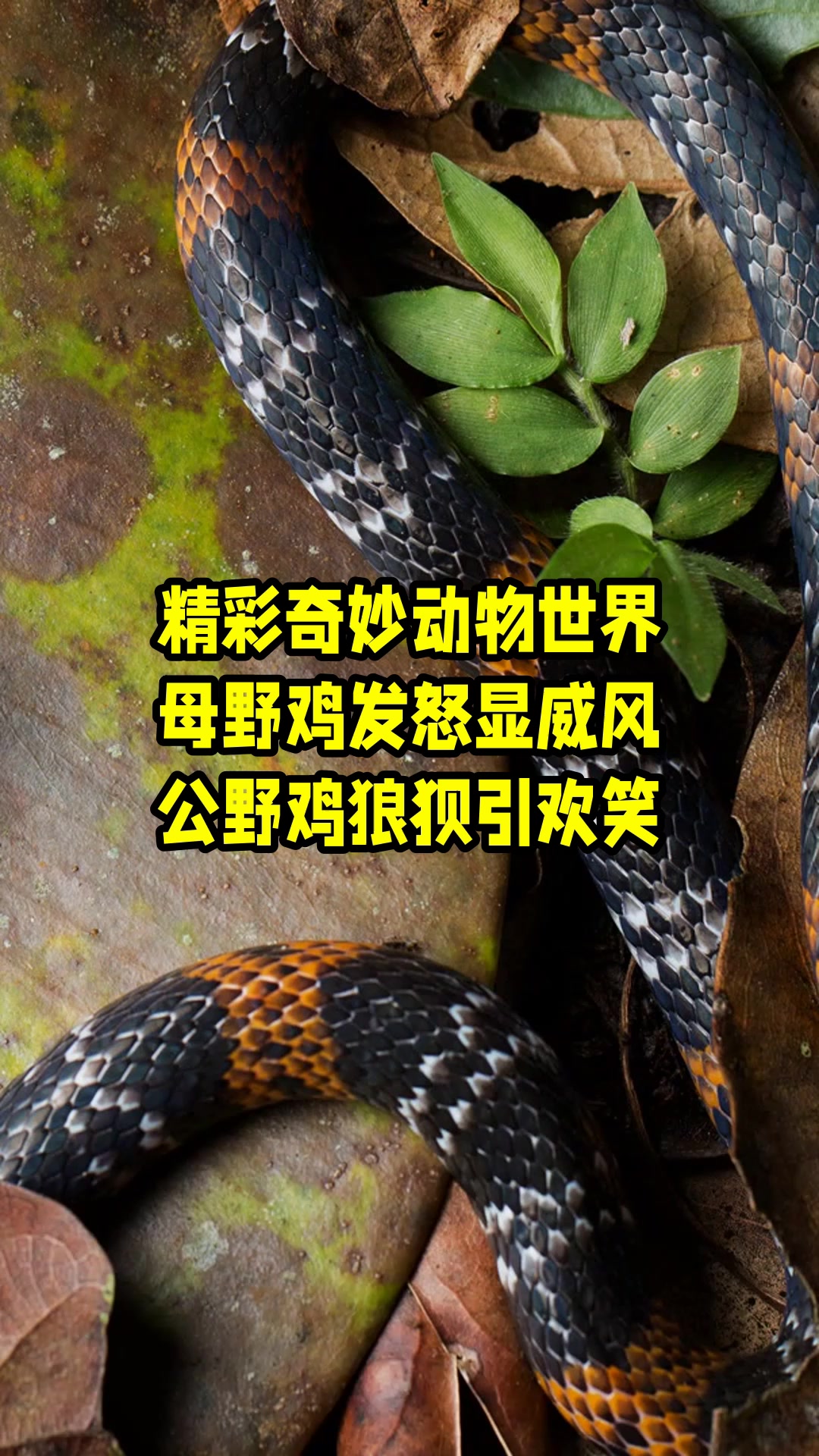 精彩奇妙动物世界,母野鸡发怒显威风,公野鸡狼狈引欢笑 
