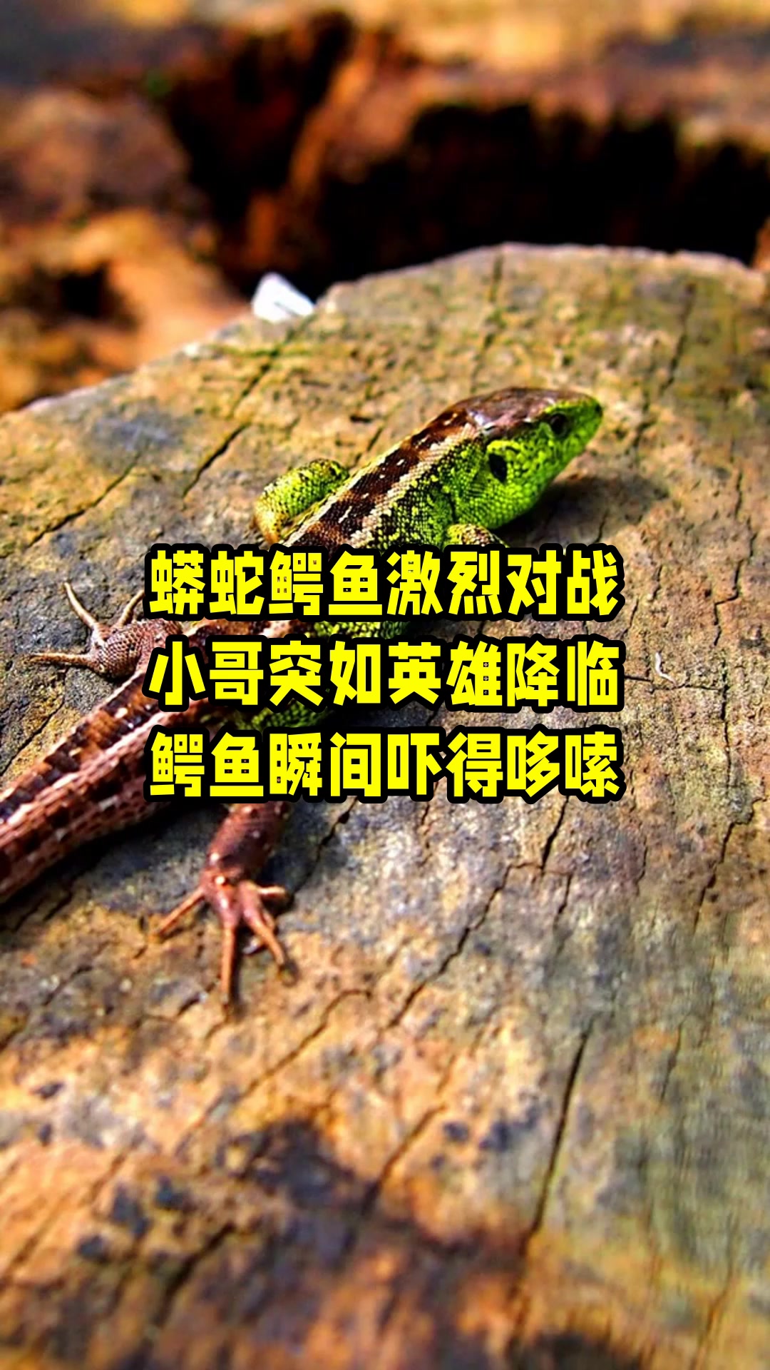 蟒蛇鳄鱼激烈对战,小哥突如英雄降临,鳄鱼瞬间吓得哆嗦 
