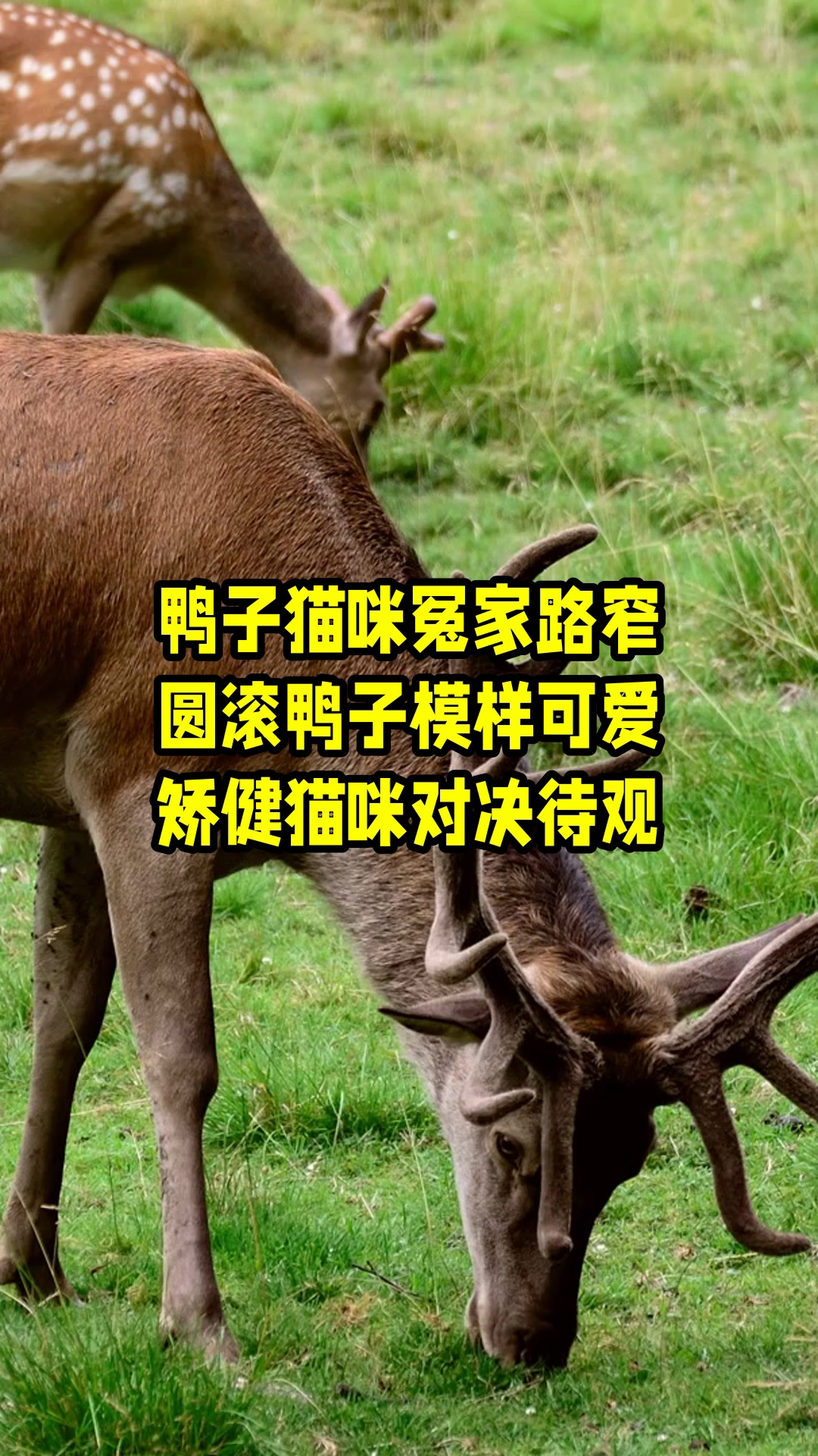 鸭子猫咪冤家路窄,圆滚鸭子模样可爱,矫健猫咪对决待观 