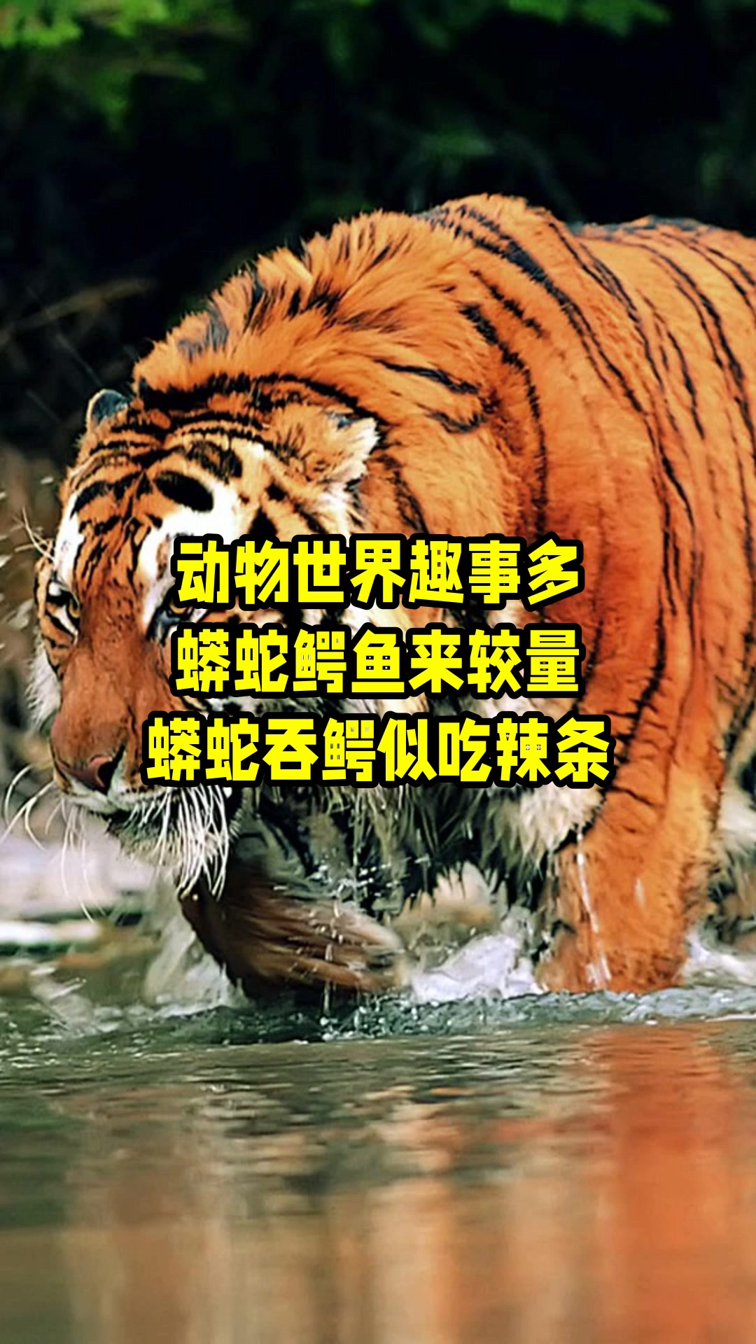 动物世界趣事多,蟒蛇鳄鱼来较量,蟒蛇吞鳄似吃辣条 