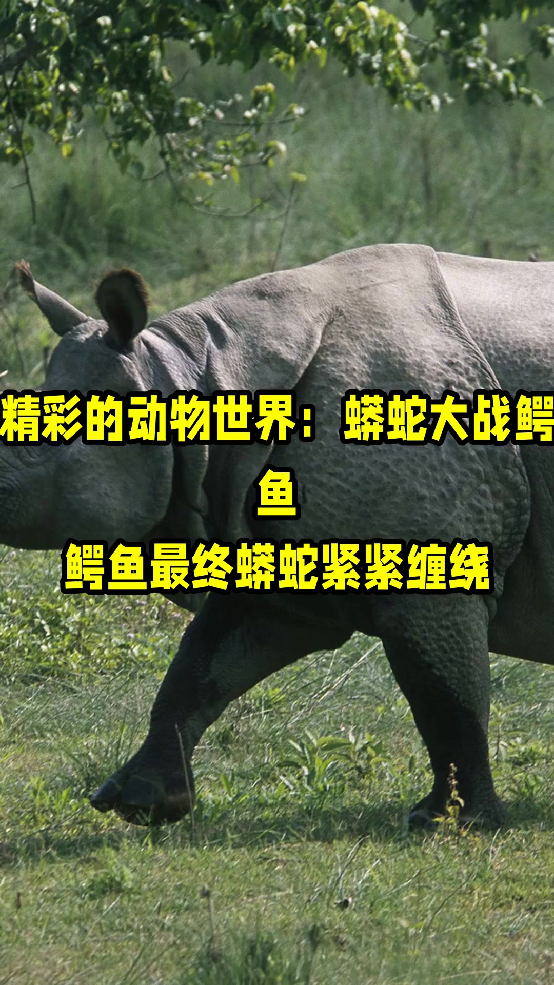 精彩的动物世界:蟒蛇大战鳄鱼,鳄鱼最终蟒蛇紧紧缠绕