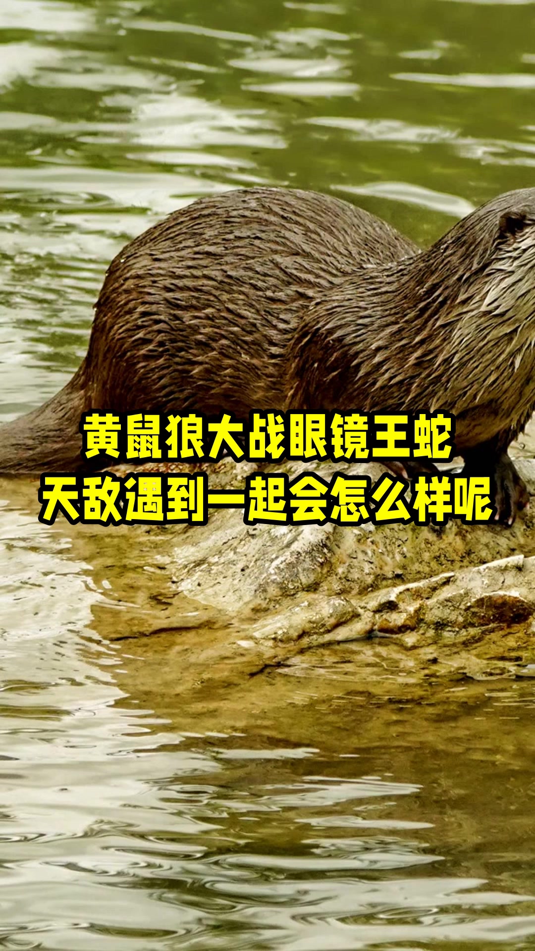 黄鼠狼大战眼镜王蛇,天敌遇到一起会怎么样呢