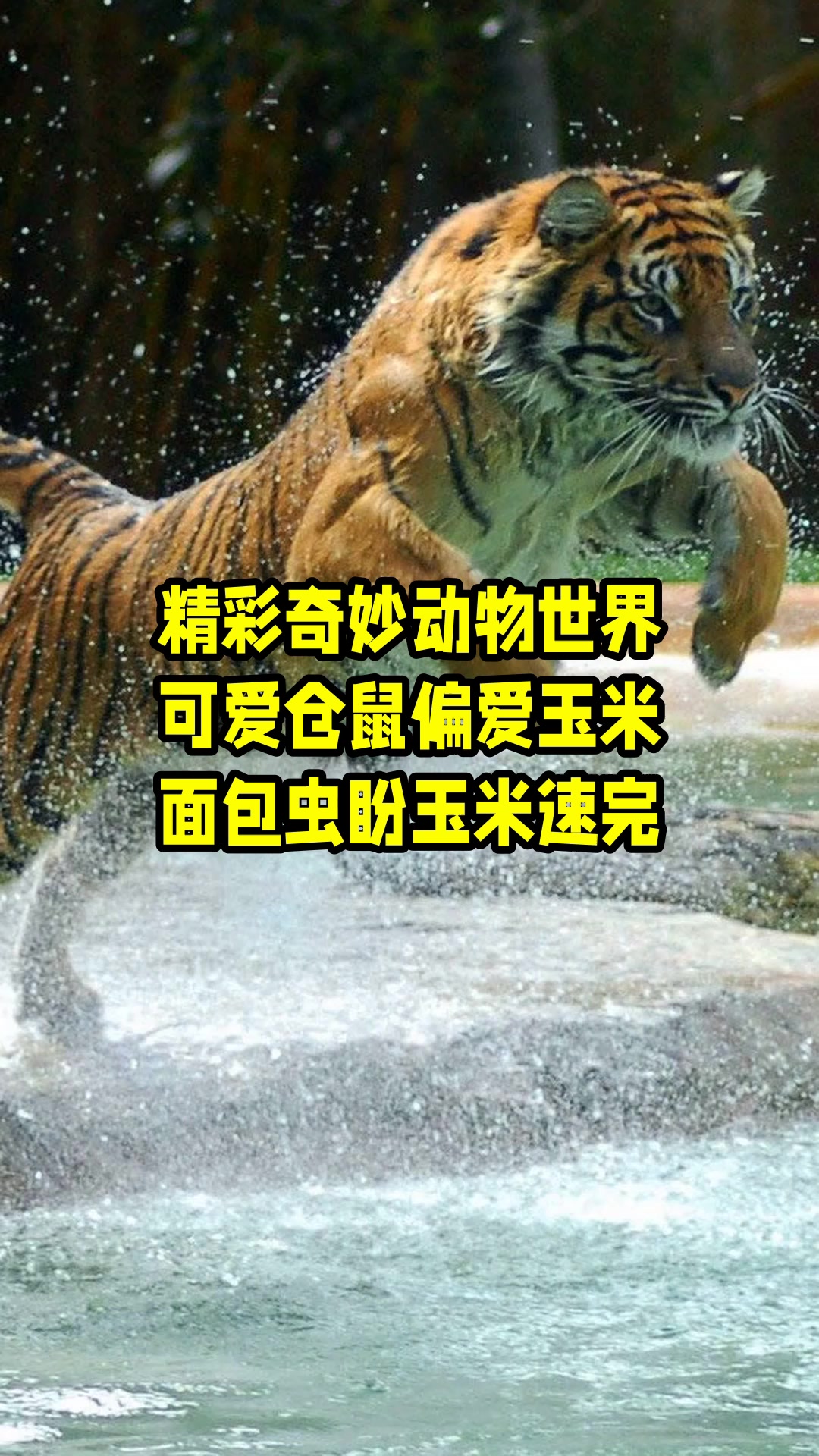 精彩奇妙动物世界,可爱仓鼠偏爱玉米,面包虫盼玉米速完 