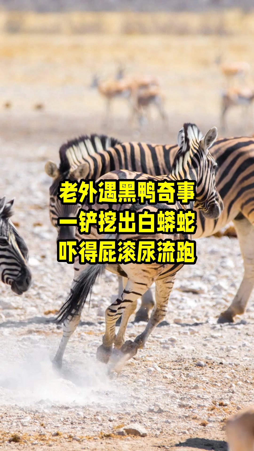 老外遇黑鸭奇事,一铲挖出白蟒蛇,吓得屁滚尿流跑 