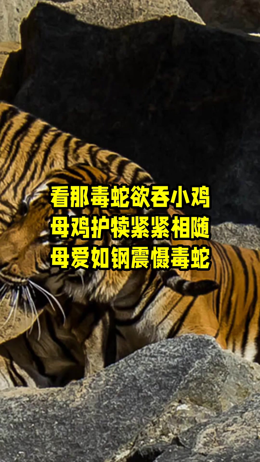 看那毒蛇欲吞小鸡,母鸡护犊紧紧相随,母爱如钢震慑毒蛇 