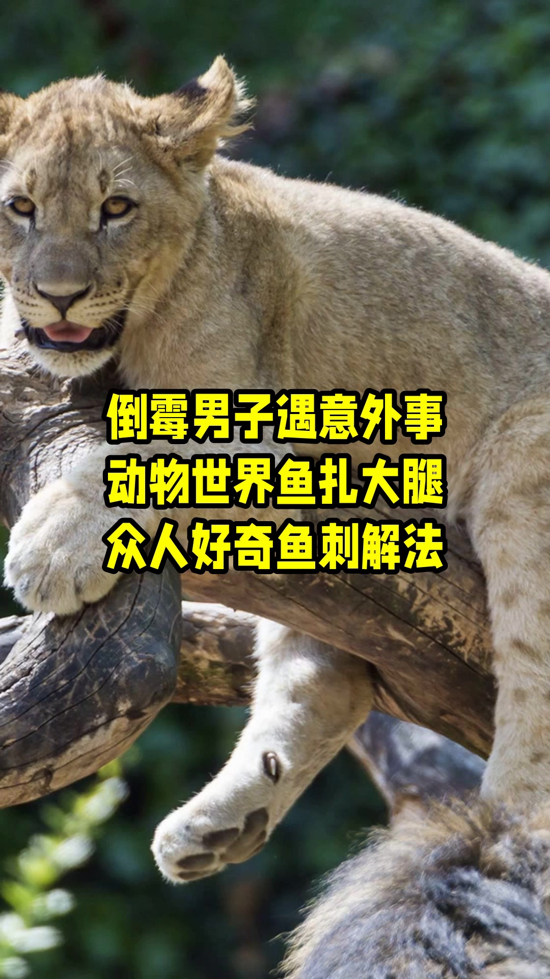 倒霉男子遇意外事,动物世界鱼扎大腿,众人好奇鱼刺解法 