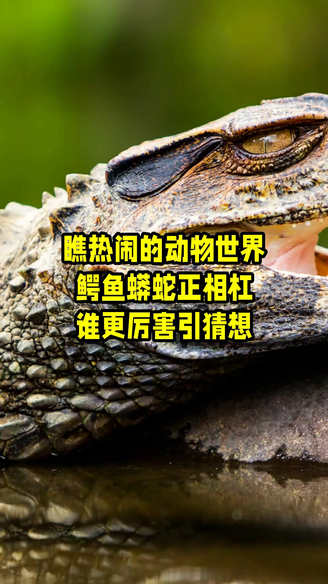 瞧热闹的动物世界,鳄鱼蟒蛇正相杠,谁更厉害引猜想 
