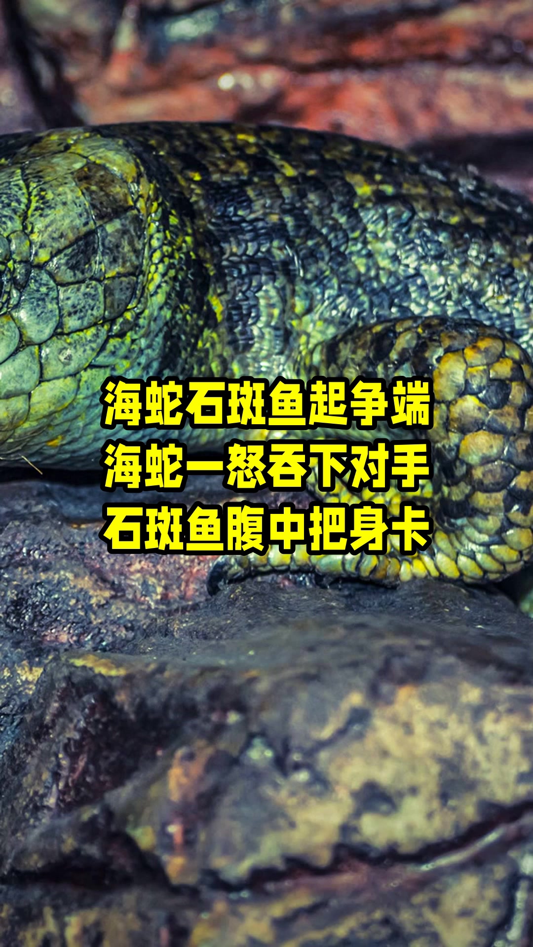 海蛇石斑鱼起争端,海蛇一怒吞下对手,石斑鱼腹中把身卡 