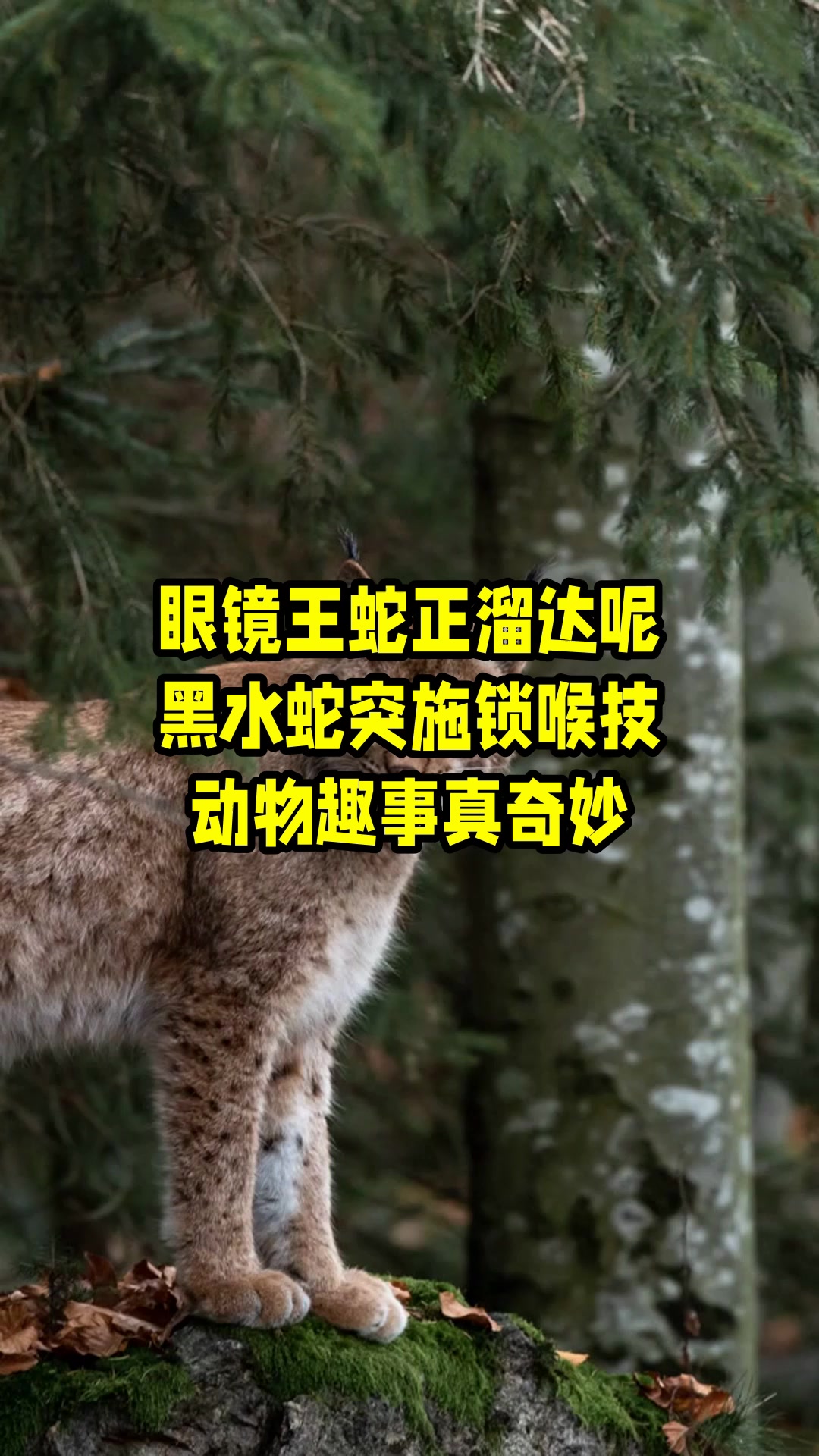 眼镜王蛇正溜达呢,黑水蛇突施锁喉技,动物趣事真奇妙 