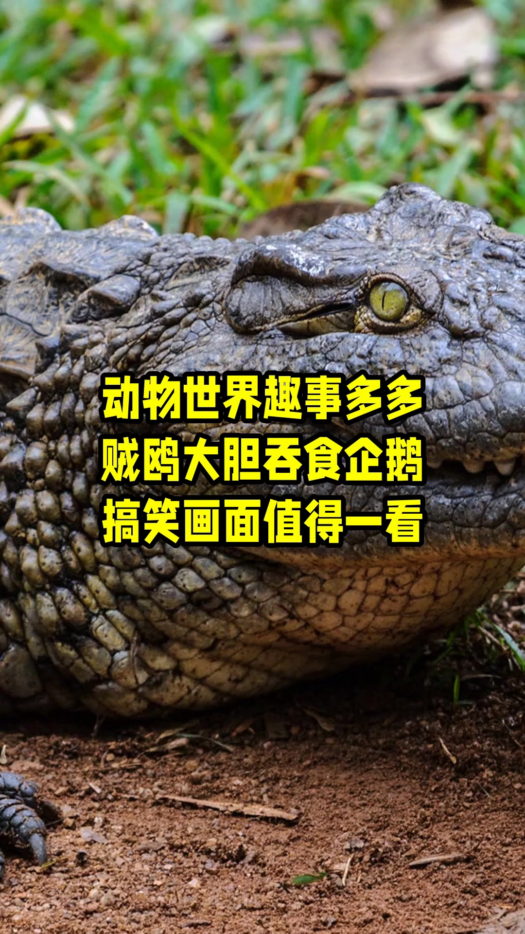 动物世界趣事多多,贼鸥大胆吞食企鹅,搞笑画面值得一看 