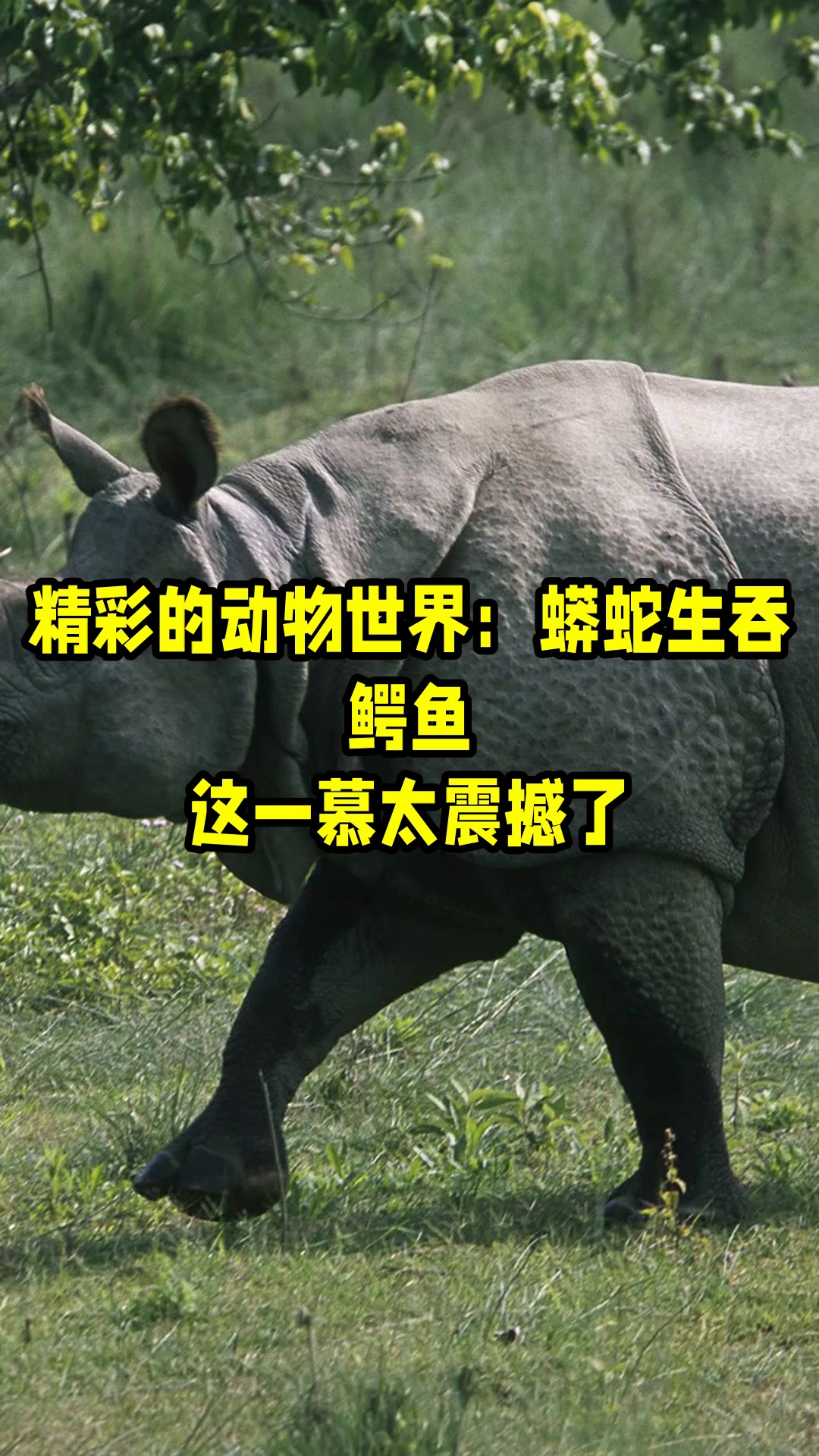 精彩的动物世界:蟒蛇生吞鳄鱼,这一慕太震撼了