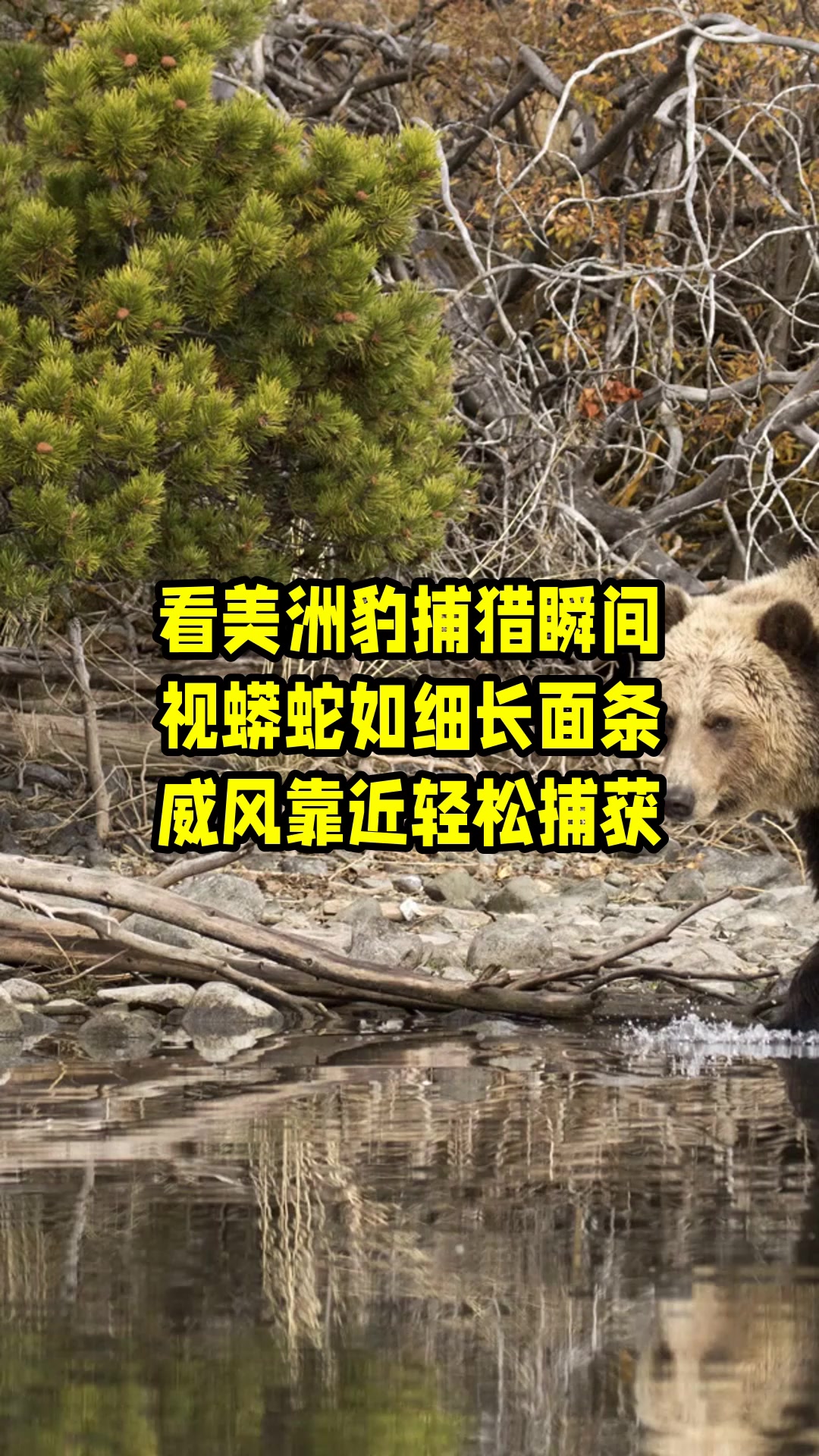 看美洲豹捕猎瞬间,视蟒蛇如细长面条,威风靠近轻松捕获 