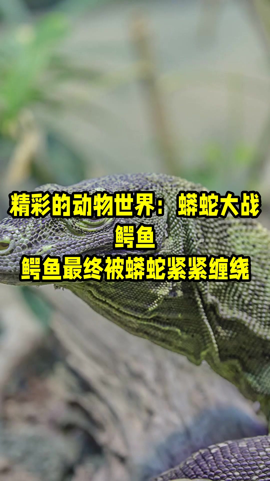 精彩的动物世界:蟒蛇大战鳄鱼,鳄鱼最终被蟒蛇紧紧缠绕