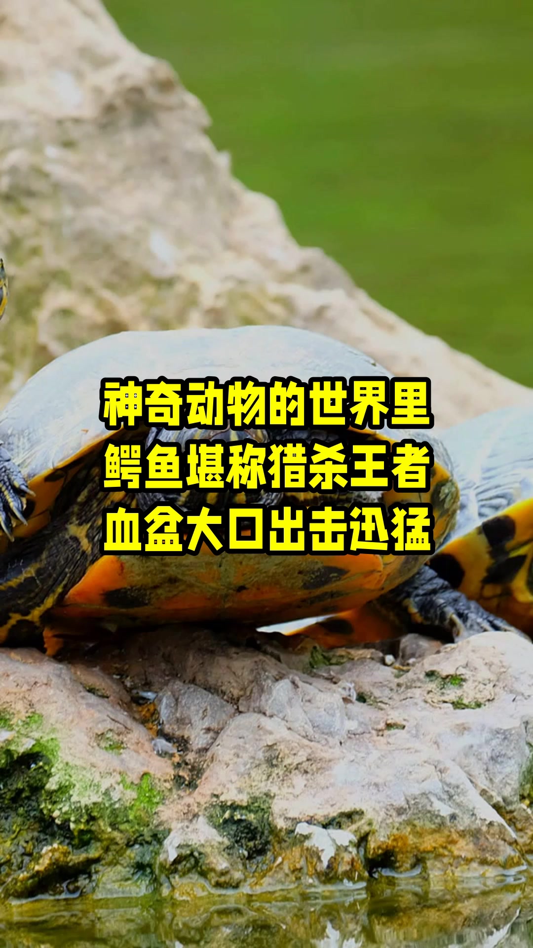 神奇动物的世界里,鳄鱼堪称猎杀王者,血盆大口出击迅猛 