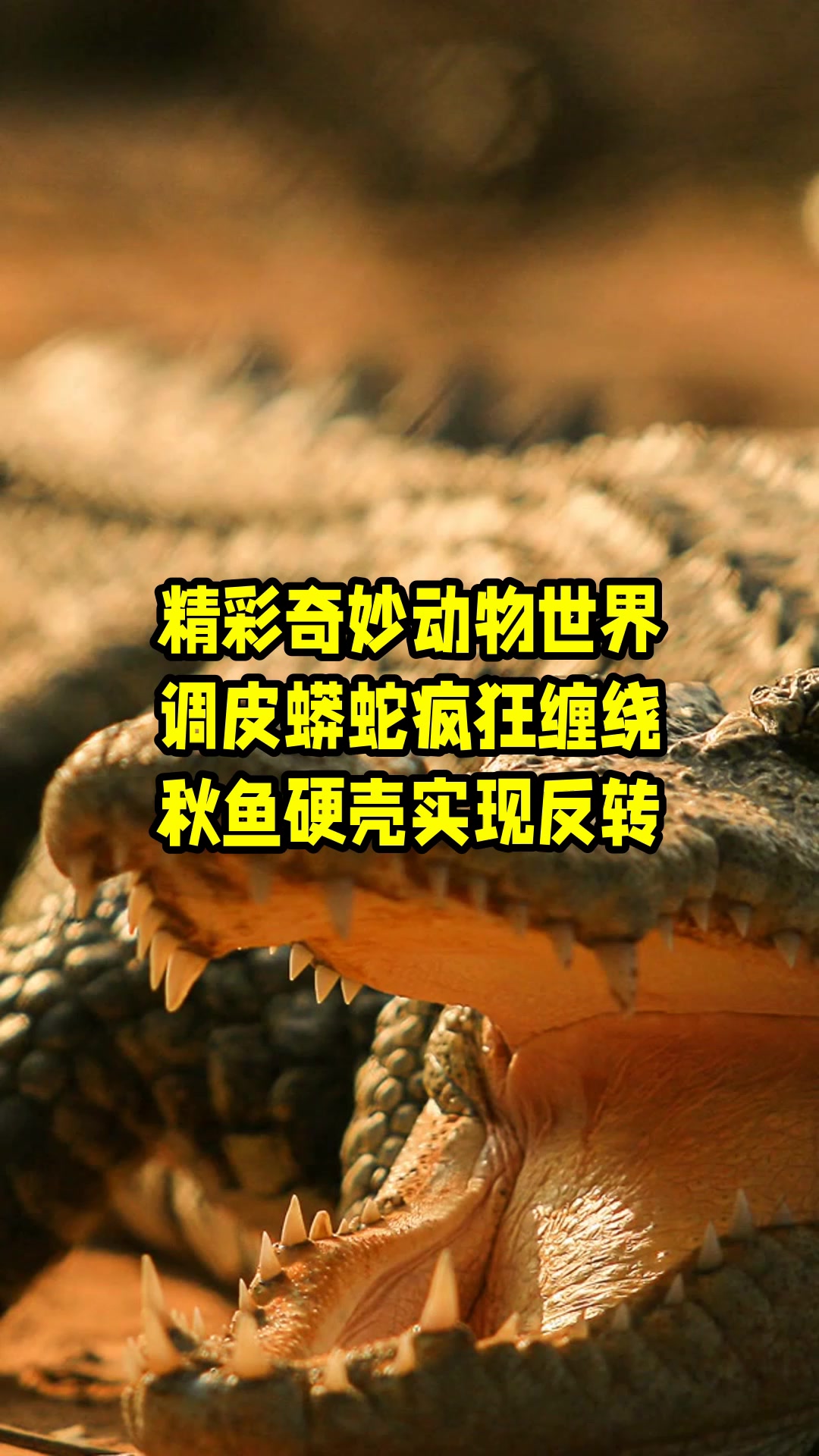 精彩奇妙动物世界,调皮蟒蛇疯狂缠绕,秋鱼硬壳实现反转 
