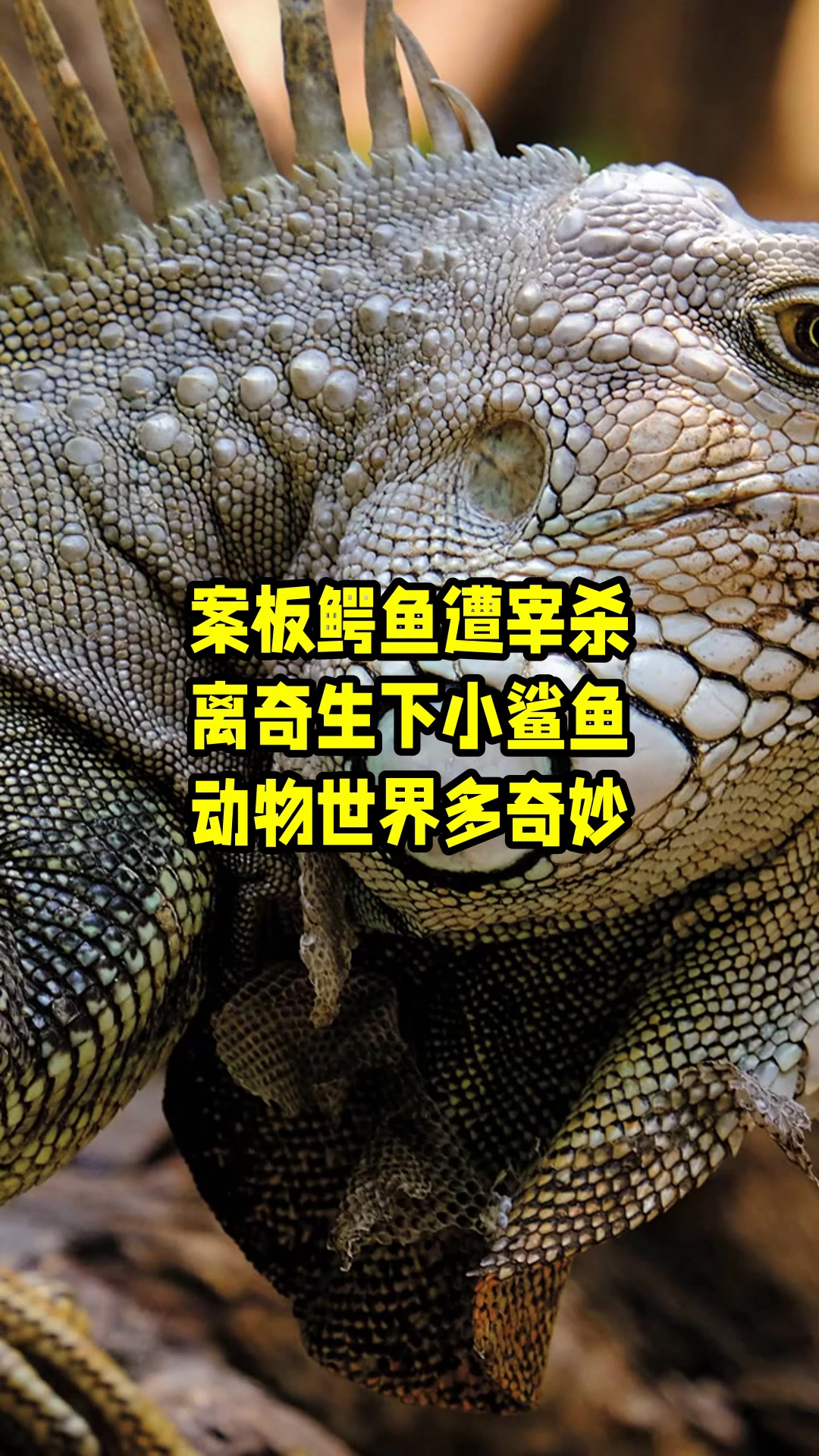 案板鳄鱼遭宰杀,离奇生下小鲨鱼,动物世界多奇妙 