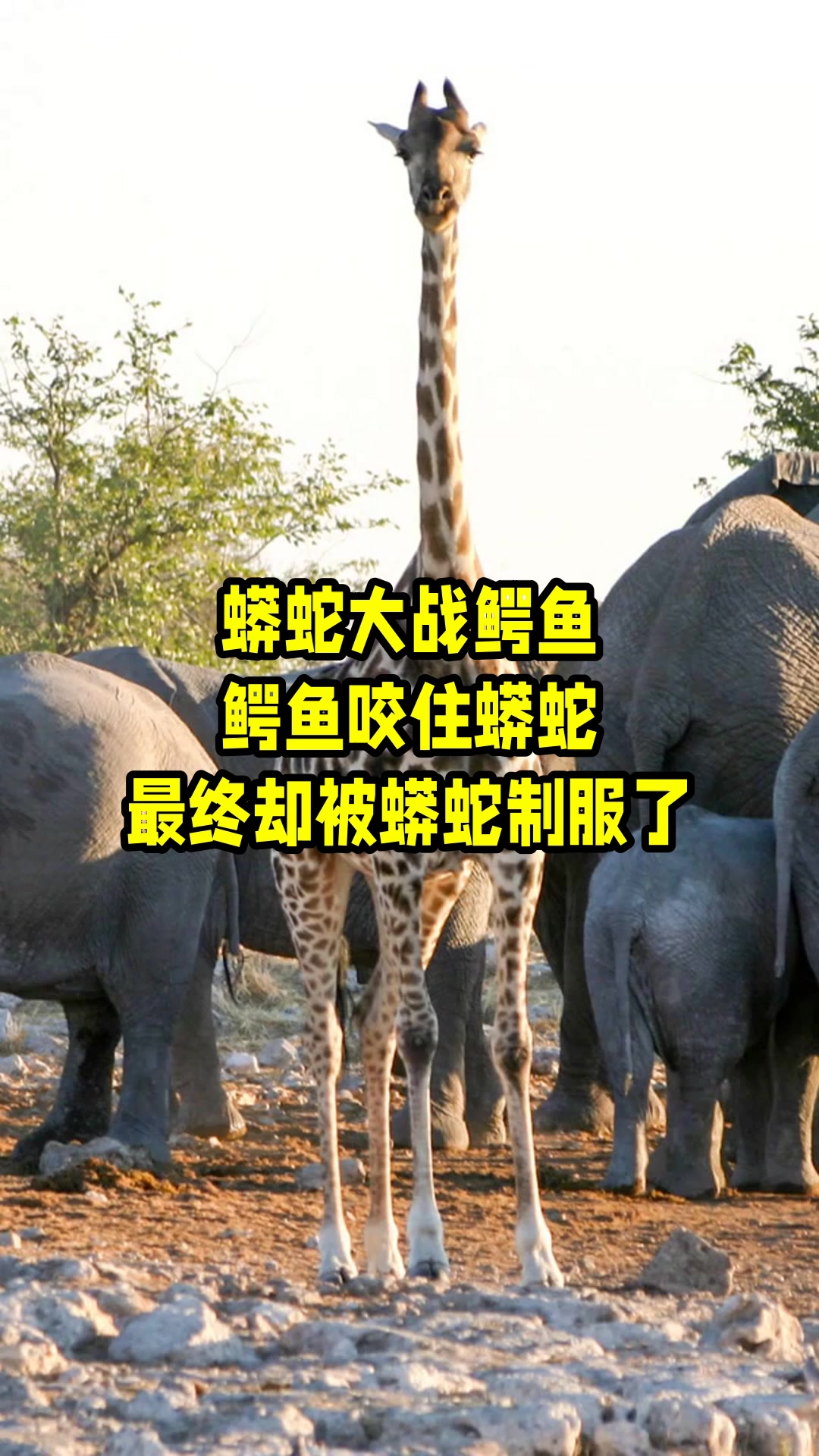 蟒蛇大战鳄鱼,鳄鱼咬住蟒蛇,最终却被蟒蛇制服了
