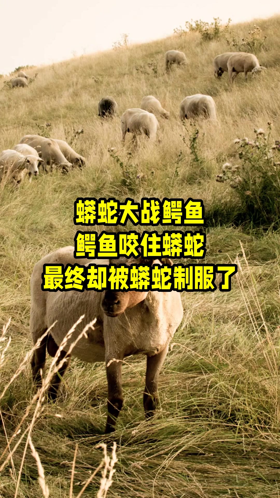 蟒蛇大战鳄鱼,鳄鱼咬住蟒蛇,最终却被蟒蛇制服了