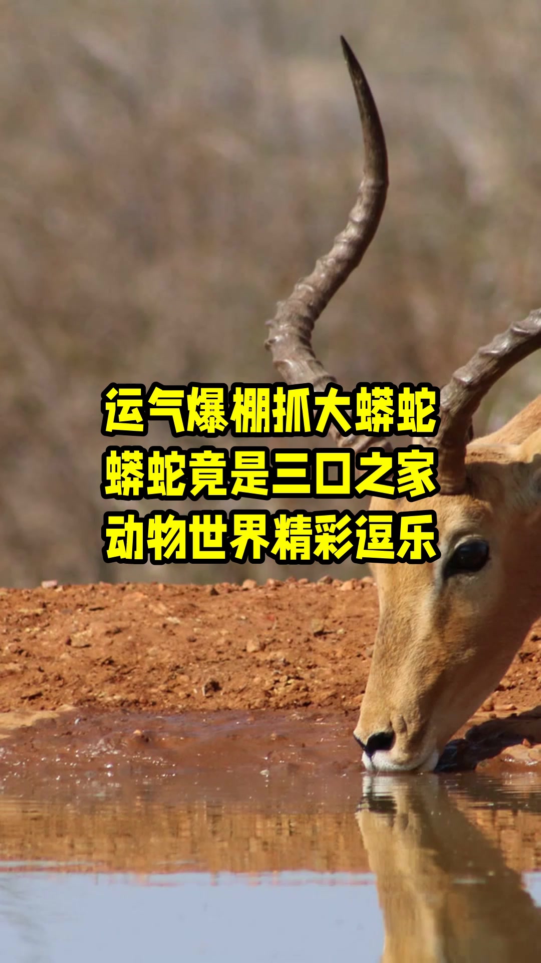 运气爆棚抓大蟒蛇,蟒蛇竟是三口之家,动物世界精彩逗乐 