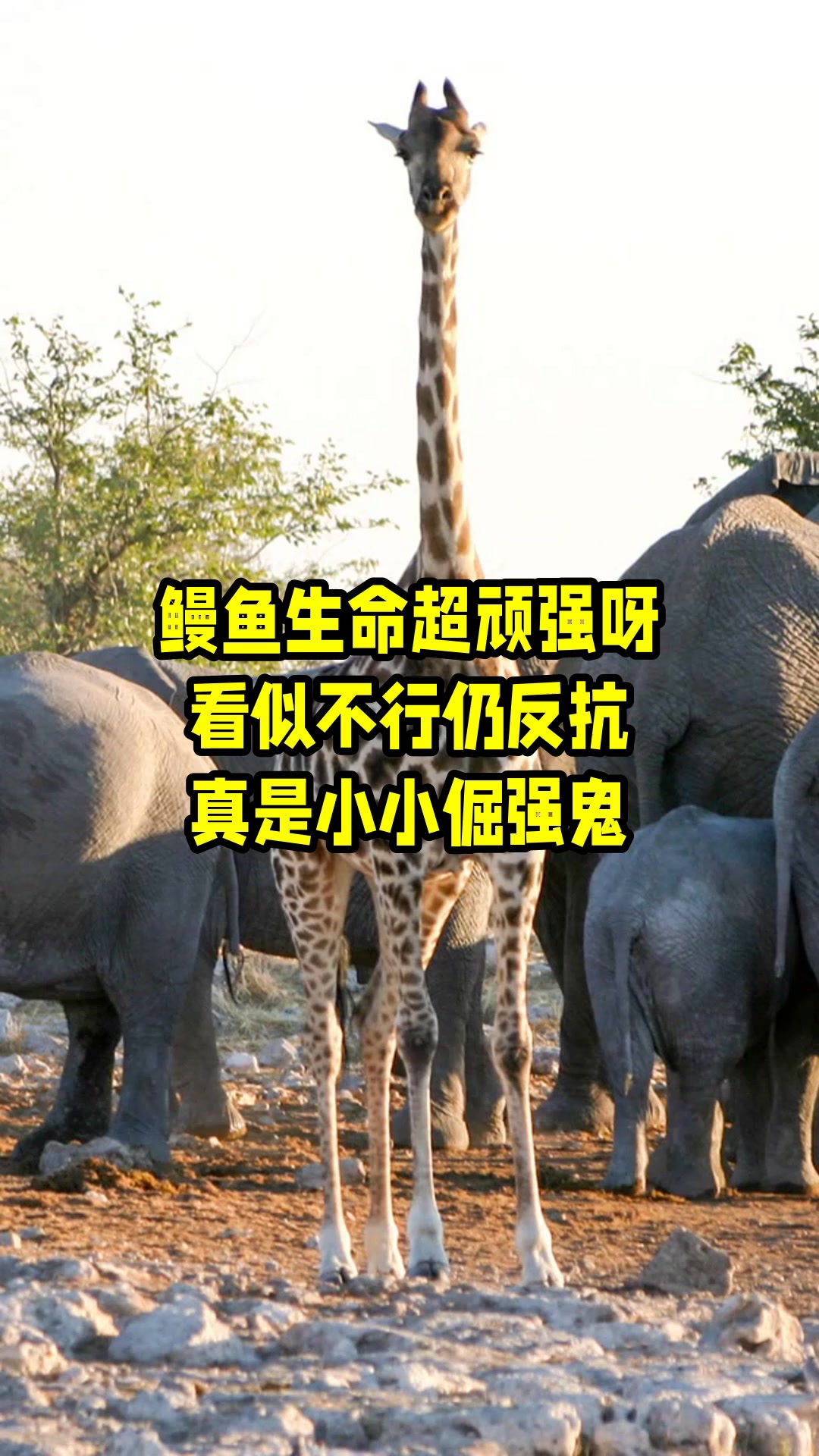 鳗鱼生命超顽强呀,看似不行仍反抗,真是小小倔强鬼 