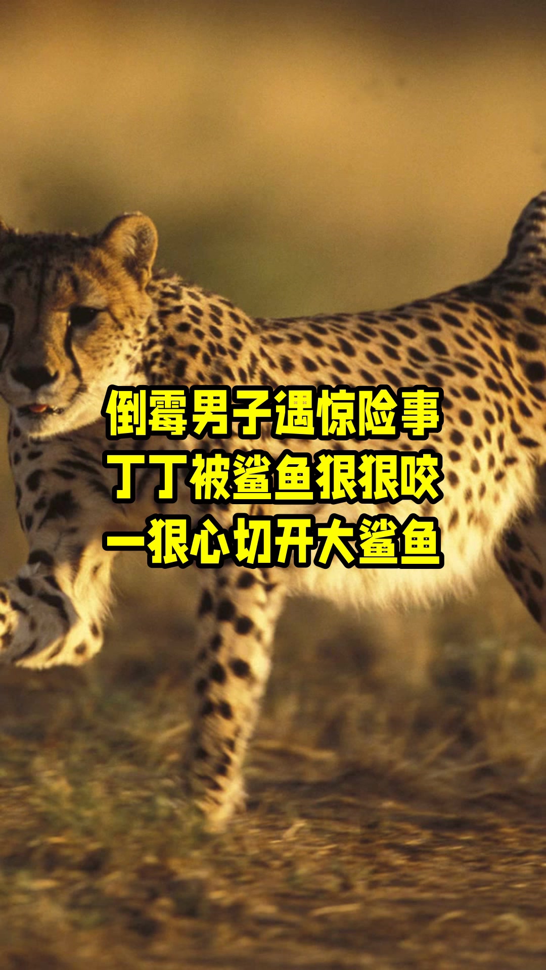 倒霉男子遇惊险事,丁丁被鲨鱼狠狠咬,一狠心切开大鲨鱼 