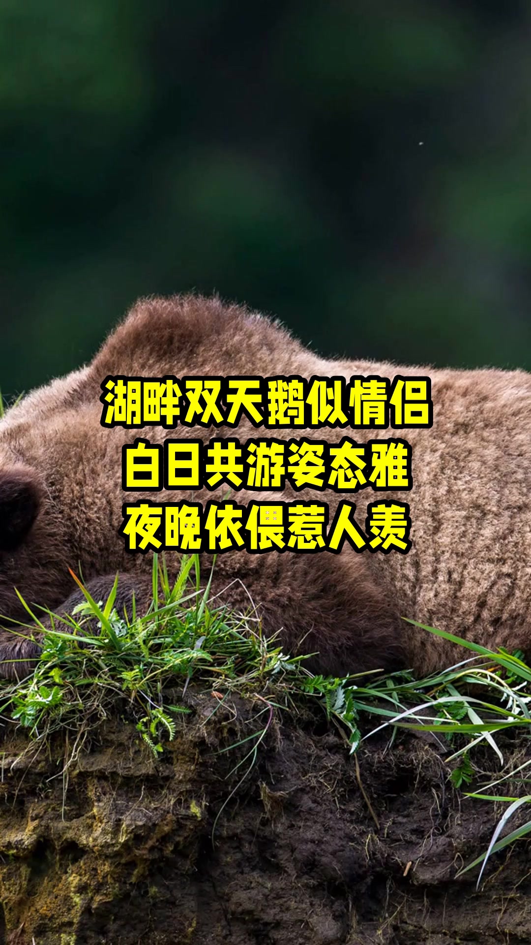 湖畔双天鹅似情侣，白日共游姿态雅，夜晚依偎惹人羡 