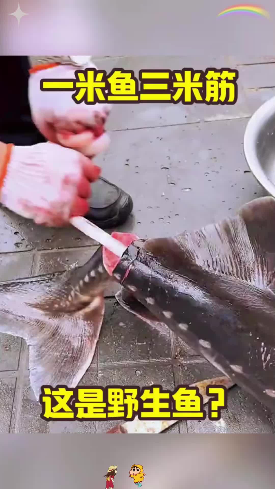 一米鱼三米筋，这是野生鱼？