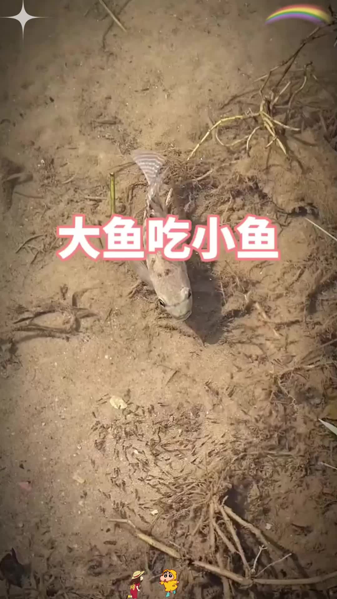 老话说大鱼吃小鱼,小鱼吃虾米,原来就是这样呀